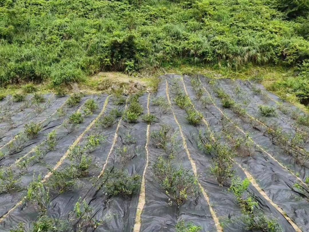 Weed Control Fabric for Poland Nurseies and Orchards: Long-term Weed Control